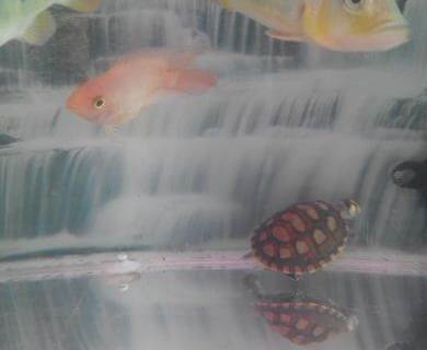 龍魚吃飼料會兜嘴嗎