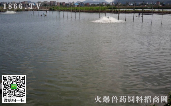 超白玻璃魚缸和普通玻璃的區別：超白玻璃與普通玻璃的區別