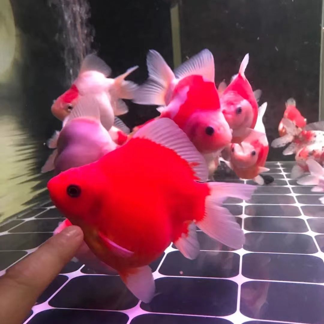 博特水泵海缸能用嗎(博特水泵使用說明)