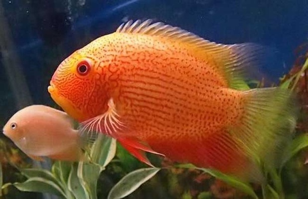 龍魚和虎魚怎樣搭配好看呢(虎魚配什么魚好看)