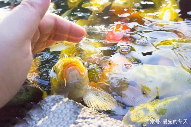 家里養紅龍魚好不好養：家里養紅龍魚需要注意什么？