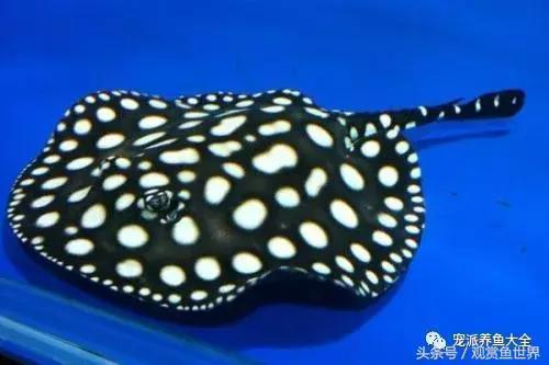 銀龍魚(yú)眼睛突出怎么回事啊(銀龍魚(yú)眼睛突出怎么回事啊圖片)