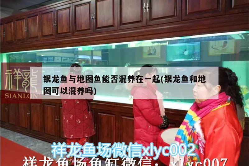 銀龍魚與地圖魚能否混養(yǎng)在一起(銀龍魚和地圖可以混養(yǎng)嗎)