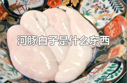 豬鼻龜從哪年列入二級保護動物的(豬鼻龜什么時候列為保護動物的)
