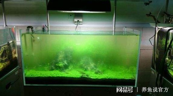 銀龍魚尾鰭爛了還能復原嗎圖片視頻(紅龍魚尾鰭爛了怎么辦)