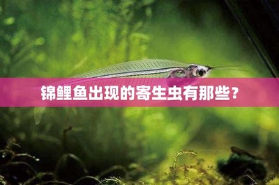 銀龍魚(yú)的養(yǎng)殖方法和注意事項(xiàng)圖片大全(養(yǎng)銀龍魚(yú)要注意什么事項(xiàng))