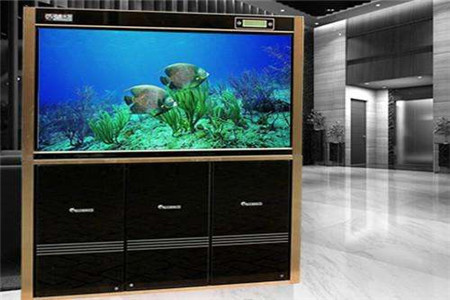 世界上最貴的血紅龍魚是什么魚啊：世界上最貴的觀賞魚——血紅龍魚