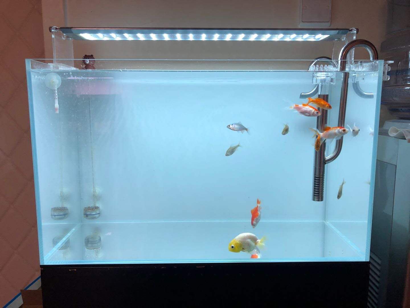 純黑背景魚缸效果