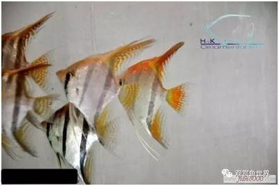 銀龍魚白點病癥狀(銀龍魚白點病圖片) 銀龍魚白點病癥狀(銀龍魚白點病圖片) 銀龍魚百科 第2張