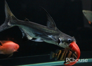 魚缸常見魚圖片及名稱介紹:魚缸常見魚圖片及名稱介紹寶蓮燈魚青魚鰱魚鰱魚 魚缸百科 第1張 魚缸常見魚圖片及名稱介紹:魚缸常見魚圖片及名稱介紹寶蓮燈魚青魚鰱魚鰱魚 魚缸常見魚圖片及名稱介紹:魚缸常見魚圖片及名稱介紹寶蓮燈魚青魚鰱魚鰱魚 魚缸百科 第1張