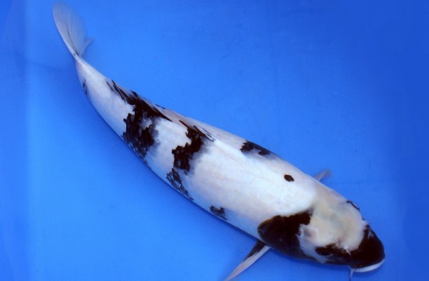 魚缸在衛生間里面養魚好不好呀