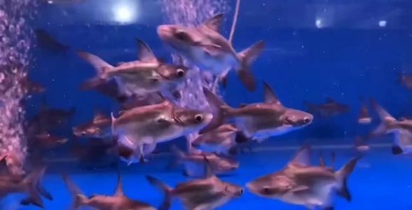 龍魚虎魚混養(yǎng)小時(shí)候喂什么飼料好(龍魚虎魚混養(yǎng)小時(shí)候喂什么飼料好一點(diǎn))