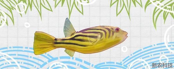 銀龍魚(yú)頭朝下怎么回事(銀龍魚(yú)頭朝上怎么回事)
