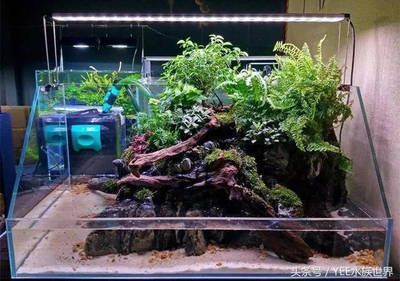 魚缸造景燈24小時(shí)開著嗎