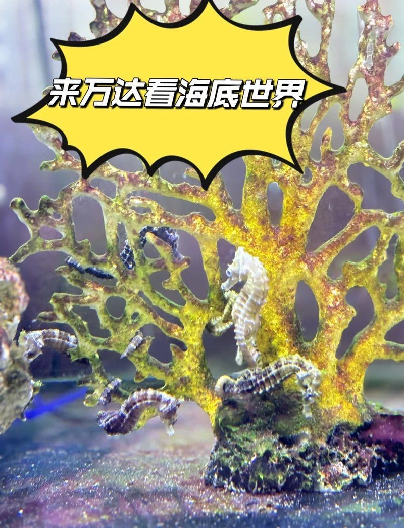 長治水族店，長治市城區藝海水族專業店鋪綜合介紹，水族店業態豐富