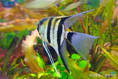 金龍魚擺臺圖片大全(金龍魚擺臺應該怎么擺)