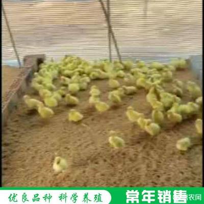 豬鼻龜的壽命是多少歲呢視頻講解(豬鼻龜的壽命是多少歲呢視頻講解)