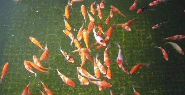 搬家搬魚缸有什么說法嘛：搬家搬魚缸的風水講究