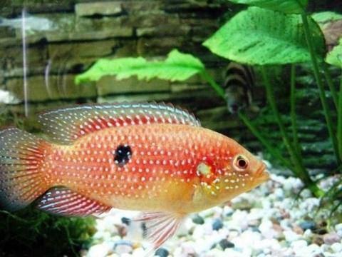 金龍魚紅龍魚銀龍魚哪個最有靈性：金龍魚、紅龍魚和銀龍魚各自都具有不同的特點和靈性