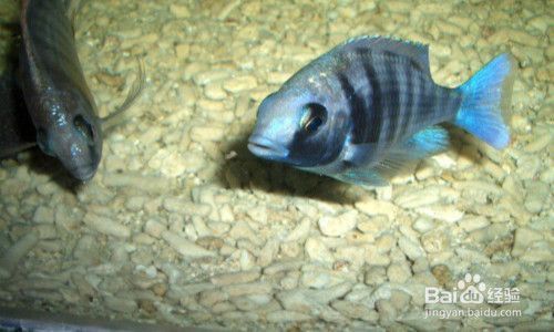 帶泵的魚缸怎么換水視頻：如何正確地給帶泵的魚缸換水