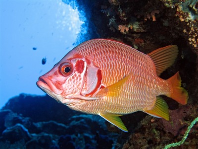 紅龍魚金龍魚銀龍魚哪個貴：紅龍魚、金龍魚、銀龍魚的價格比較