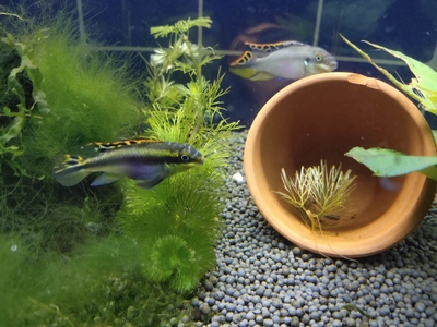 龍魚虎魚混養(yǎng)用什么底色好呢(龍魚虎魚混養(yǎng)用什么底色好呢視頻)