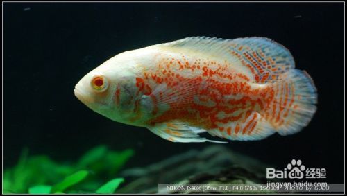 森森魚缸he480燈亮一會就滅了