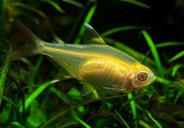 銀龍魚眼發白怎么回事啊(銀龍魚眼睛變白是什么病)