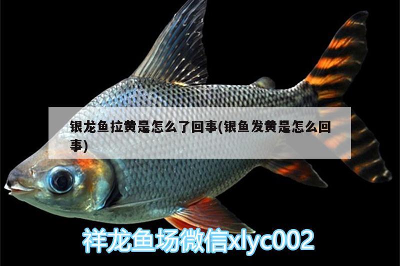 銀龍魚拉黃是怎么了回事(銀魚發黃是怎么回事) 銀龍魚拉黃是怎么了回事(銀魚發黃是怎么回事) 銀龍魚百科