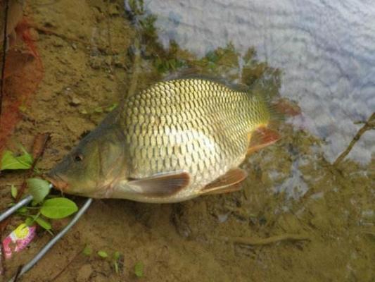 紅龍魚視頻（紅龍魚視頻高清）