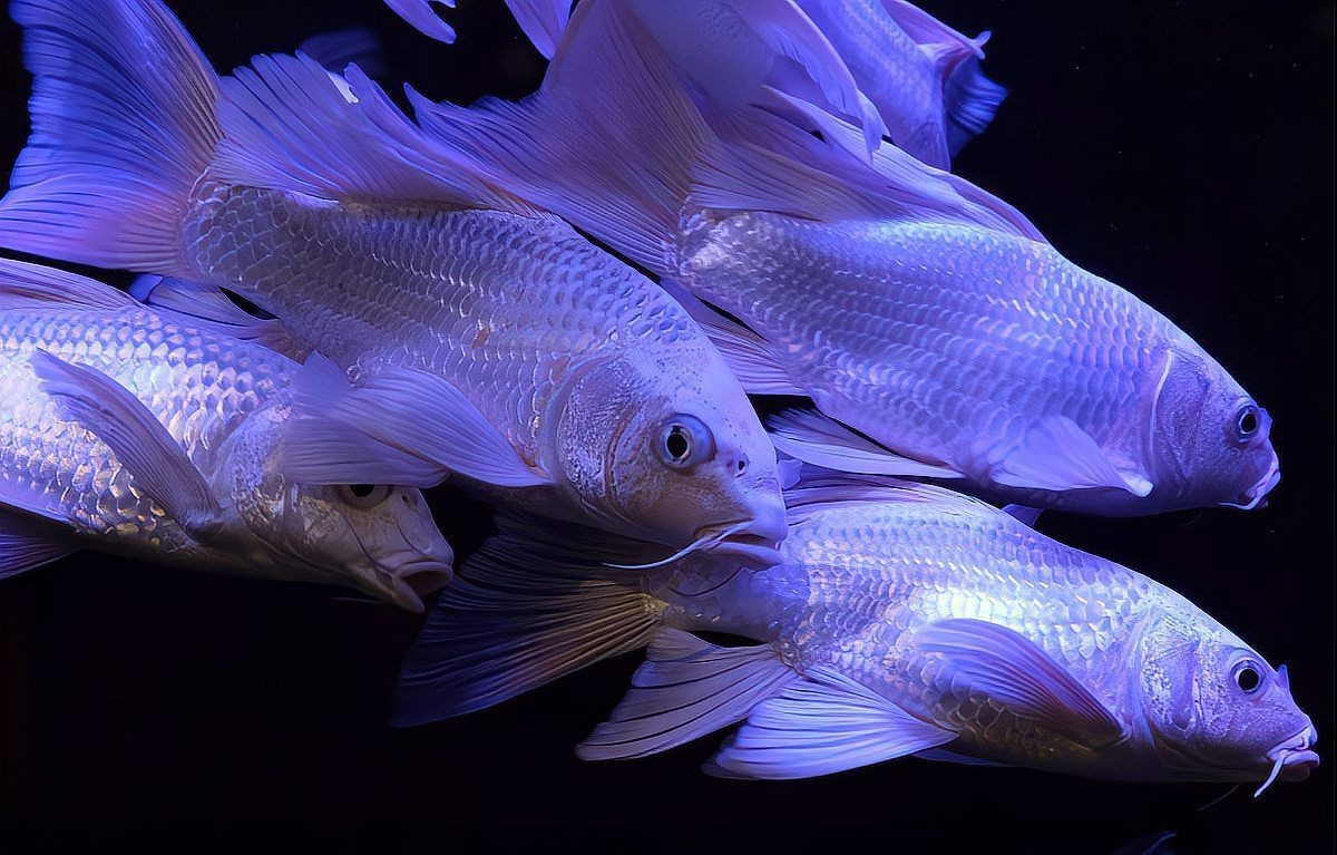 玫瑰丹魚不能養的原因，大帆玫瑰丹魚的養護要點大帆玫瑰丹魚的養護要點