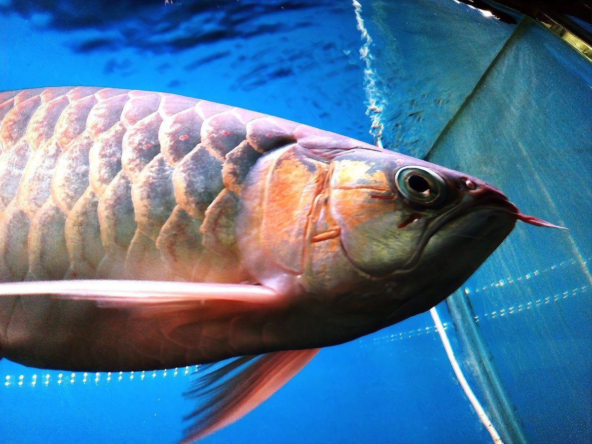 玫瑰丹魚不能養的原因，大帆玫瑰丹魚的養護要點大帆玫瑰丹魚的養護要點