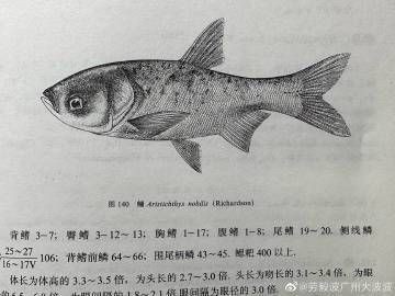 鰱魚,廣東人都叫這些什么魚，廣東“四大家魚”是哪四種魚別再答錯(cuò)了沒(méi)有青魚