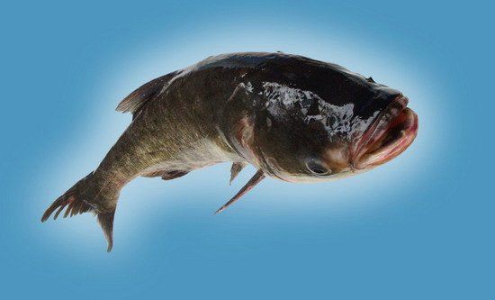 鰱魚,廣東人都叫這些什么魚，廣東“四大家魚”是哪四種魚別再答錯(cuò)了沒(méi)有青魚