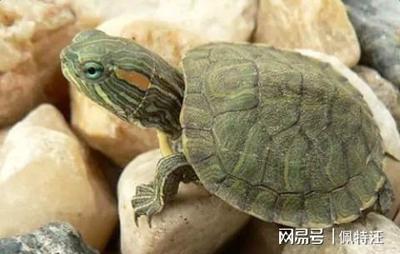 以前買的豬鼻龜現在養犯法嗎(多年前買的豬鼻龜違法嗎)