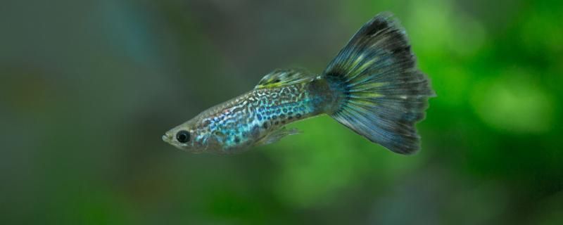 冬天鳳尾魚魚缸的溫度多少最好：冬天鳳尾魚魚缸溫度的建議：鳳尾魚最適合生長的水溫