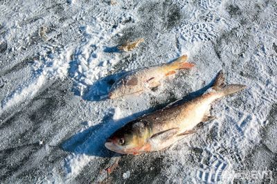 大魚缸怎么裝飾才好看：如何裝飾大魚缸？