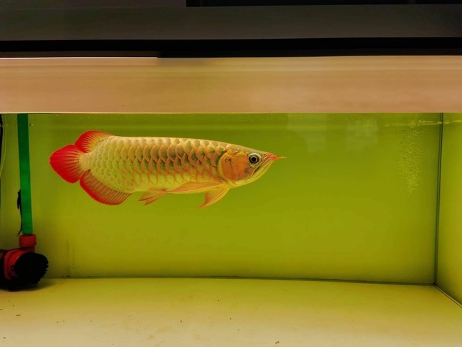 紅龍魚甩頭：紅龍魚甩頭可能由多種原因引起，