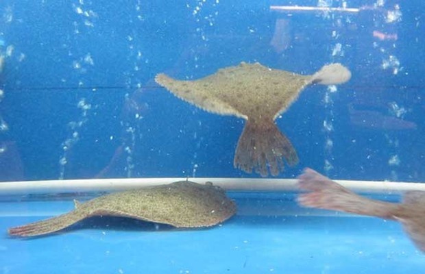 魚缸過濾器材種類及其功能介紹，魚缸過濾器材有哪些種類及其功能介紹