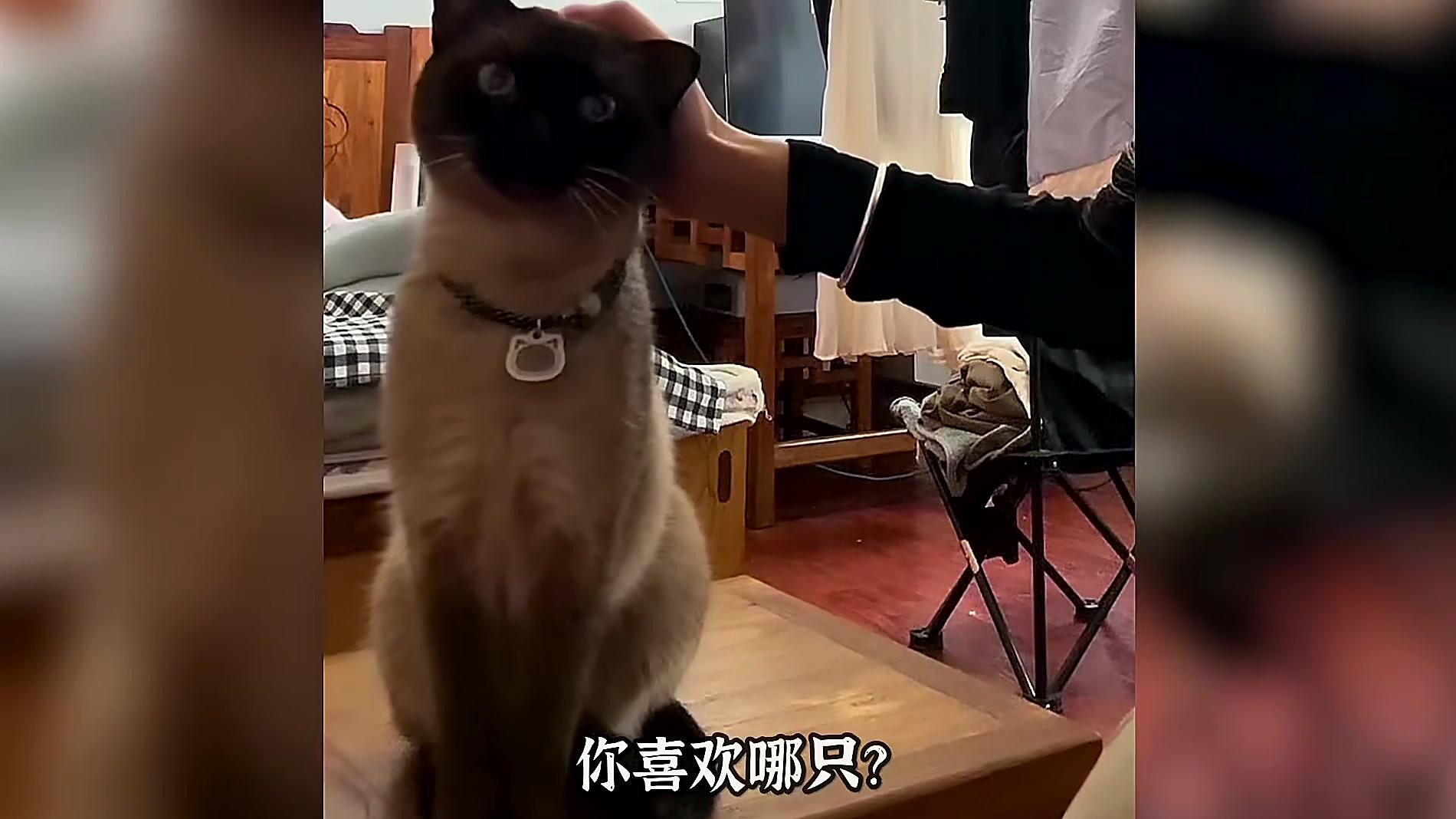 什么貓最便宜又好養(yǎng)還可愛(ài)，便宜又好養(yǎng)的幾種貓，你喜歡哪只王小怪寵物