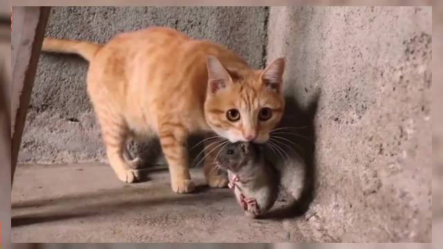 什么貓最便宜又好養(yǎng)還可愛(ài)，便宜又好養(yǎng)的幾種貓，你喜歡哪只王小怪寵物