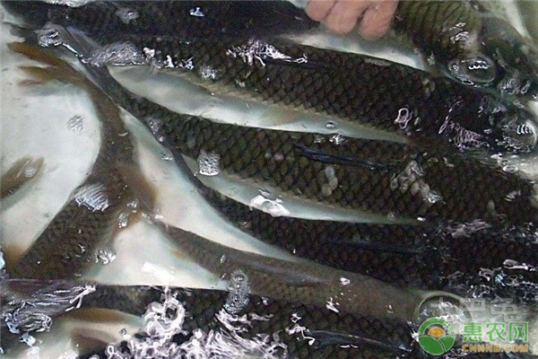銀龍魚顏色變青的原因是什么(銀龍魚顏色發白)