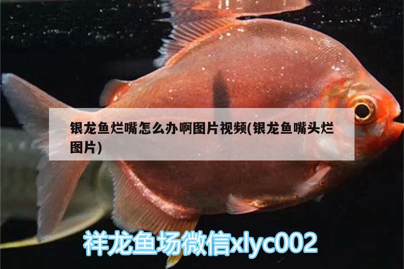銀龍魚爛嘴怎么辦啊圖片視頻(銀龍魚嘴頭爛圖片)