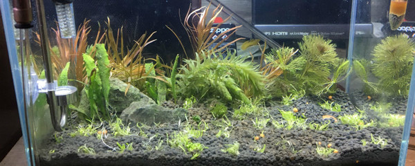 豬鼻龜食量有多大了(豬鼻龜吃多少)