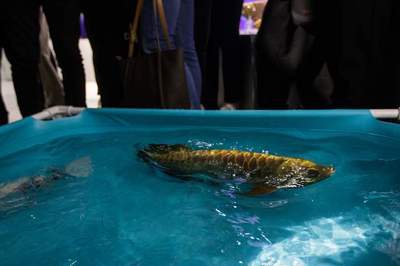 能和龍魚虎魚混養的魚是什么魚圖片(什么魚能和龍魚虎魚混養)