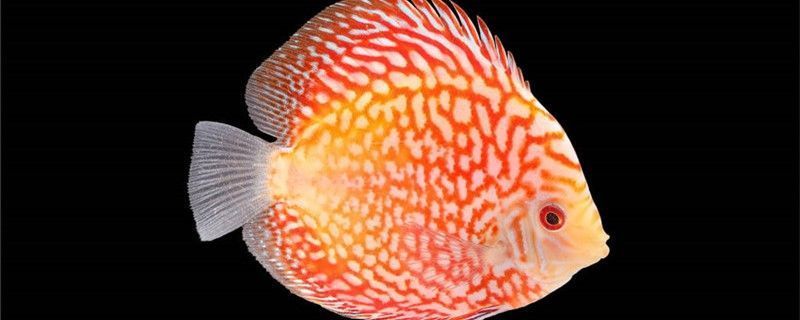 魚缸底部有黑色污垢(魚缸底部有黑色沉淀物)