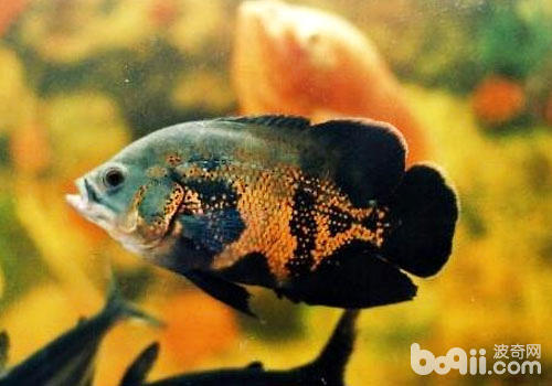 森森魚缸滴流盒