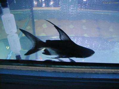 銀龍魚老是卷尾(銀龍魚卷尾巴怎么辦)