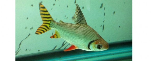 銀龍魚特征(銀龍魚是什么樣的)