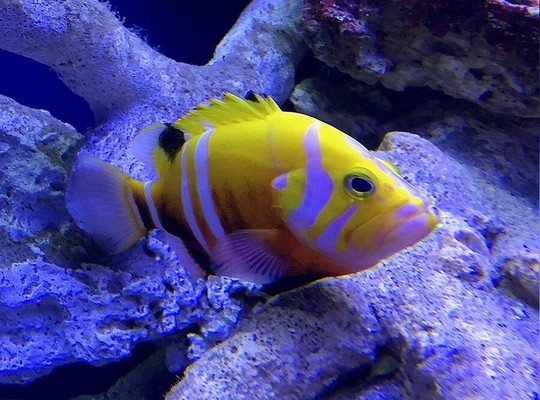 什么品牌的紅龍魚最好看又好養：如何選擇紅龍魚品牌